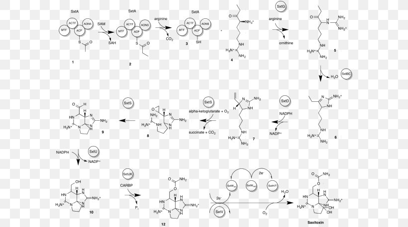 Saxitoxin Tetrodotoxin Diagram Neurotoxin Paralytic Shellfish Poisoning, PNG, 600x457px, Saxitoxin, Area, Biosynthesis, Black And White, Chemical Synthesis Download Free