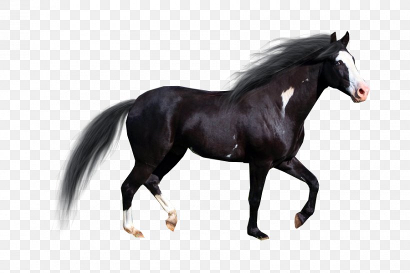 Stallion American Paint Horse Pintabian Drawing, PNG, 900x600px, Stallion, American Paint Horse, Animaatio, Animal Figure, Art Download Free