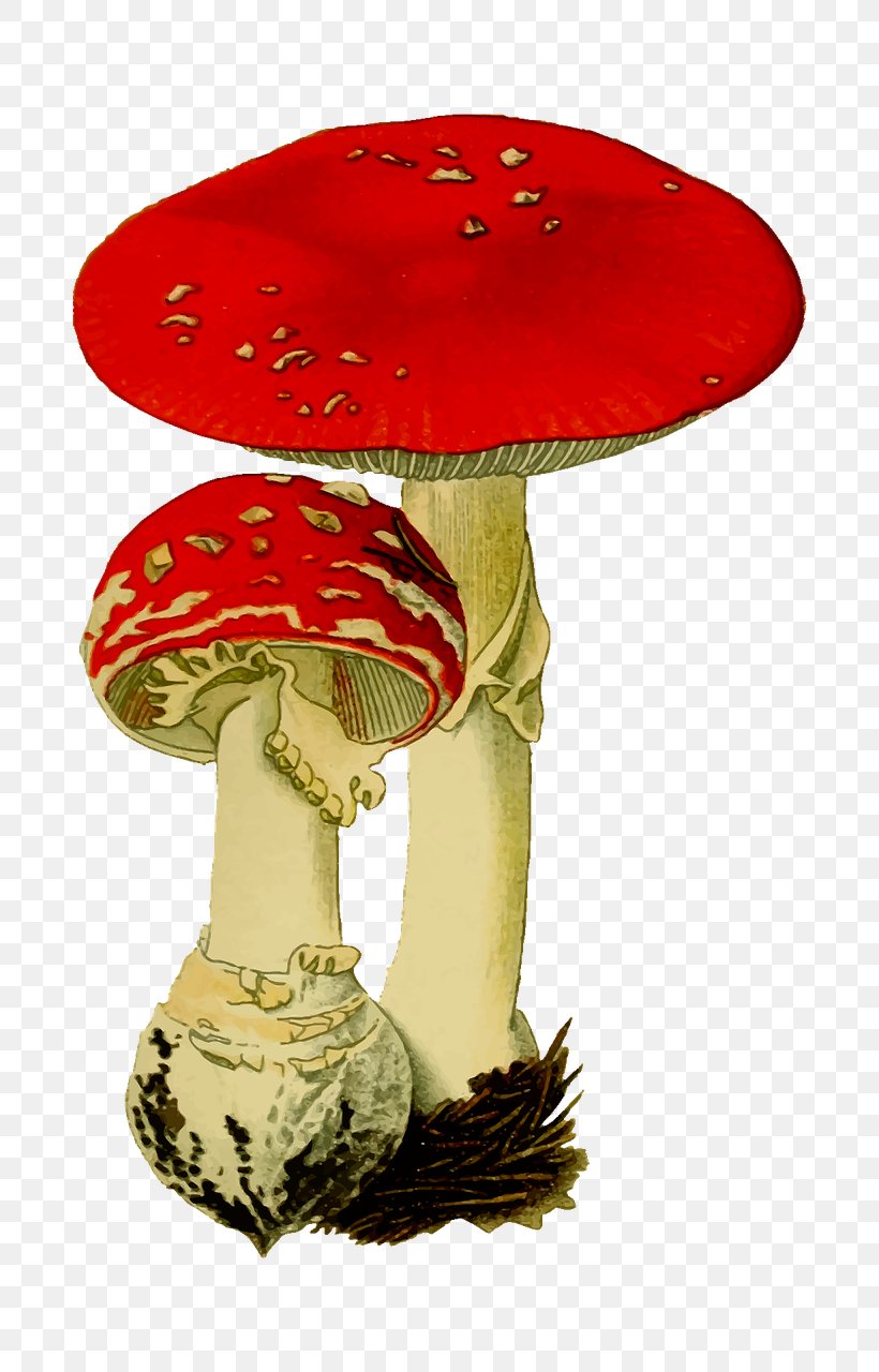 Amanita Muscaria Mushroom Fungus Agaric, PNG, 820x1280px, Amanita Muscaria, Agaric, Amanita, Fungus, Image File Formats Download Free