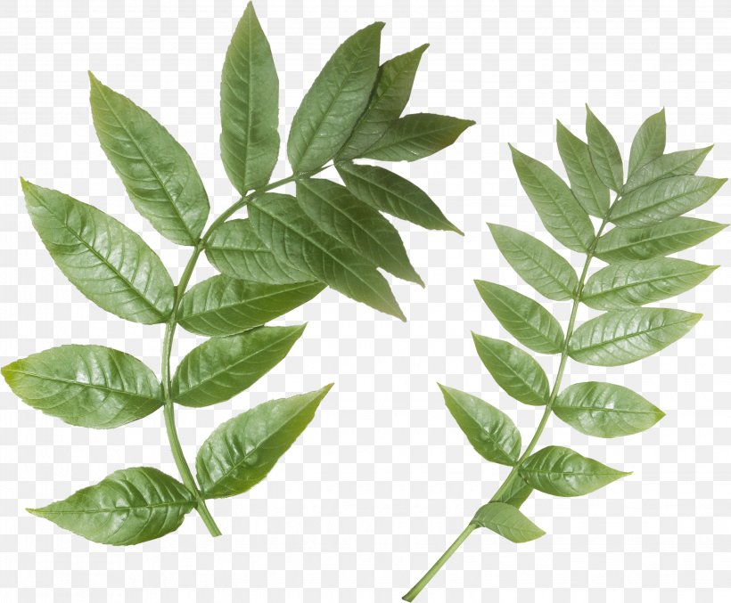 Branch Leaf Plant Stem Purplish Postcard, PNG, 3093x2557px, 2017, Branch, Autumn, Herbalism, Http Cookie Download Free