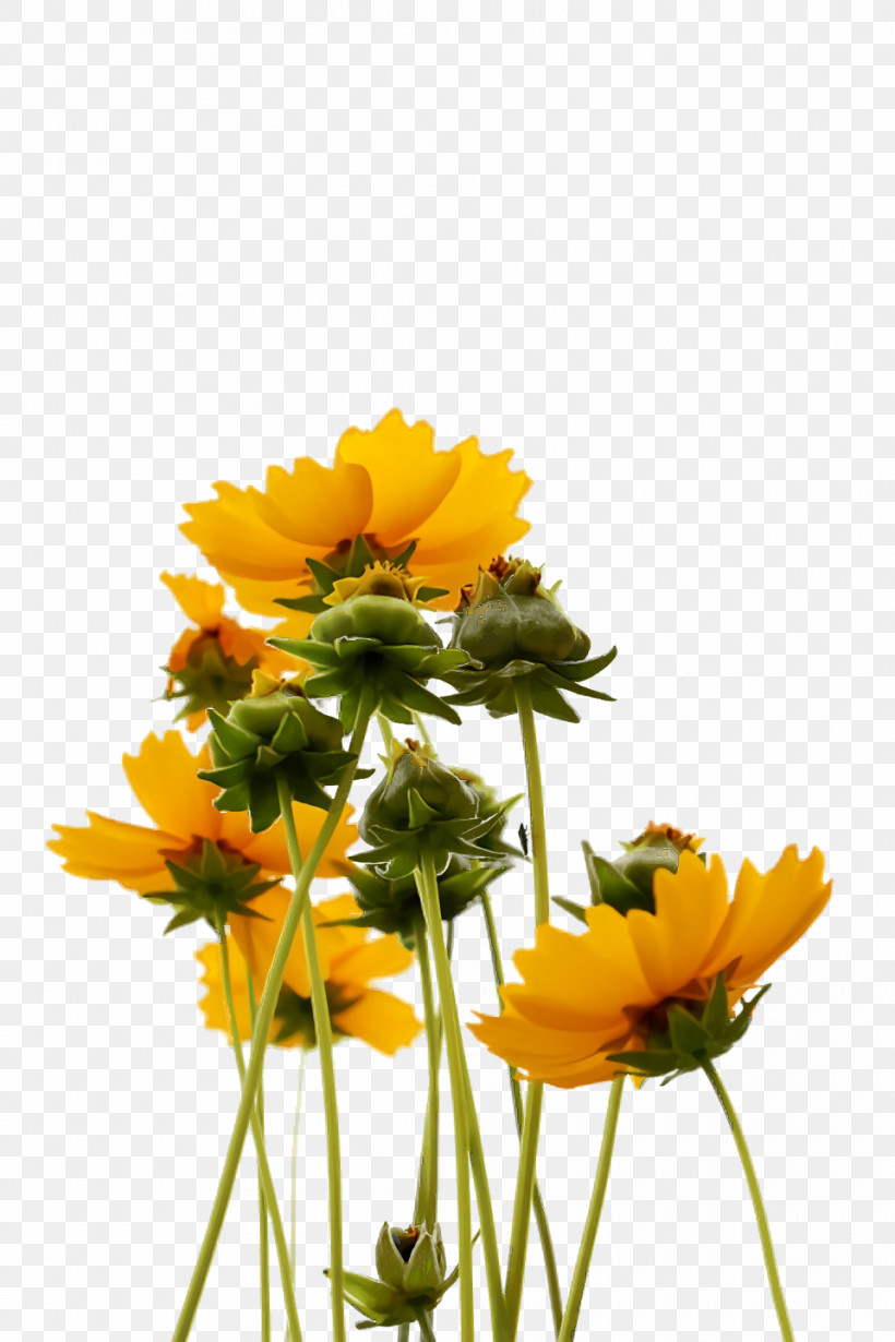 Chrysanthemum Annual Plant Transvaal Daisy Cut Flowers Roman Chamomile, PNG, 960x1440px, Chrysanthemum, Annual Plant, Biology, Calendula, Chamomiles Download Free