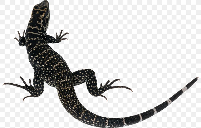 Lizard Silhouette, PNG, 800x524px, Lizard, Amphibian, Bearded Dragon, Fauna, Gecko Download Free