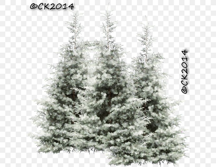 Spruce Fir Pine Christmas Tree Larch, PNG, 627x634px, Spruce, Branch, Branching, Christmas, Christmas Decoration Download Free