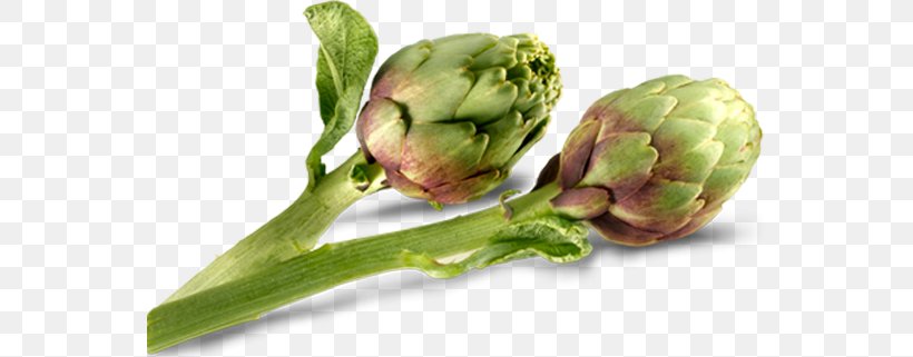 Artichoke Carciofi Alla Romana Carciofi Alla Giudia Vegetable Veggie Burger, PNG, 555x321px, Artichoke, Bari Dialect, Carciofi Alla Giudia, Carciofi Alla Romana, Cruciferous Vegetables Download Free