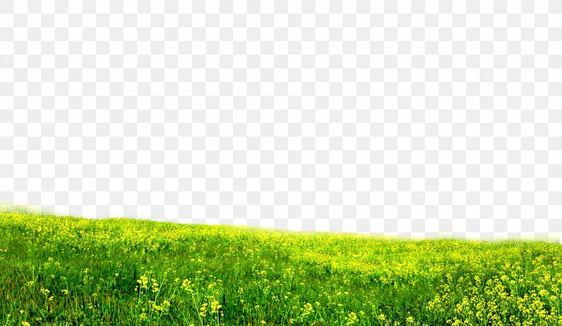 Download Wallpaper, PNG, 1920x1119px, Google Images, Computer, Field, Grass, Grass Family Download Free
