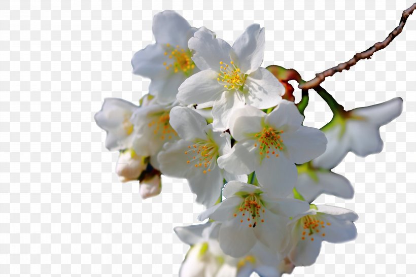 Icon, PNG, 4074x2715px, Blossom, Branch, Cherry Blossom, Cut Flowers, Flower Download Free