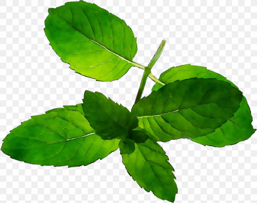 Leaf Plant Stem Herbalism Tree Spearmint, PNG, 1411x1116px, Leaf, Basil, Flower, Flowering Plant, Herb Download Free