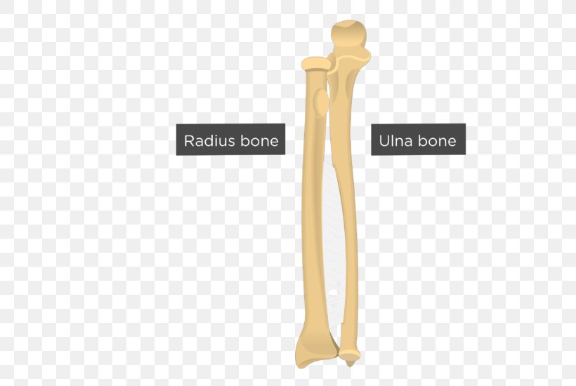 Ulna Radius Anatomy Bone Forearm, PNG, 550x550px, Ulna, Anatomy, Bone, Carpal Bones, Elbow Download Free