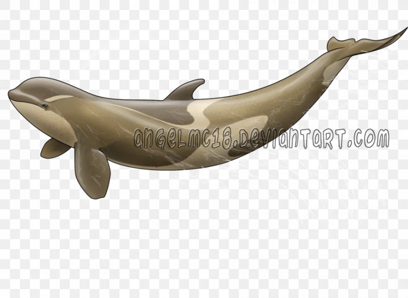 Dolphin, PNG, 900x657px, Dolphin, Marine Mammal, Whales Dolphins And Porpoises Download Free
