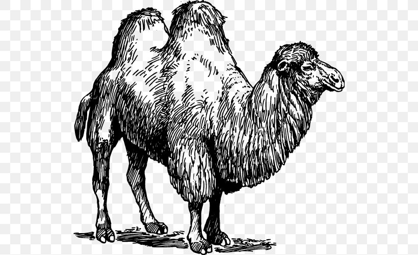 Dromedary Bactrian Camel United States Sheep Common Ostrich, PNG, 532x501px, Dromedary, Animal, Arabian Camel, Bactrian Camel, Beak Download Free