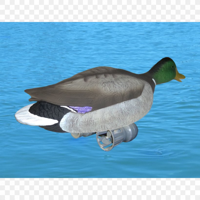 Mallard Goose Duck Water Fauna, PNG, 1000x1000px, Mallard, Beak, Bird, Duck, Ducks Geese And Swans Download Free