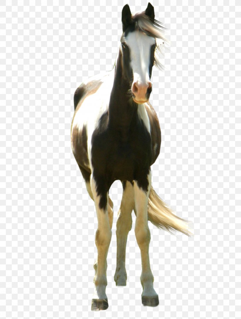 Mustang American Paint Horse Australian Stock Horse Standing Horse, PNG, 900x1192px, Mustang, American Paint Horse, Animal, Animal Figure, Australian Stock Horse Download Free