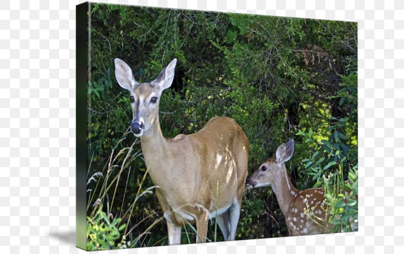 White-tailed Deer Musk Deer Nature Reserve Antler, PNG, 650x517px, Deer, Animal, Antler, Fauna, Fawn Download Free