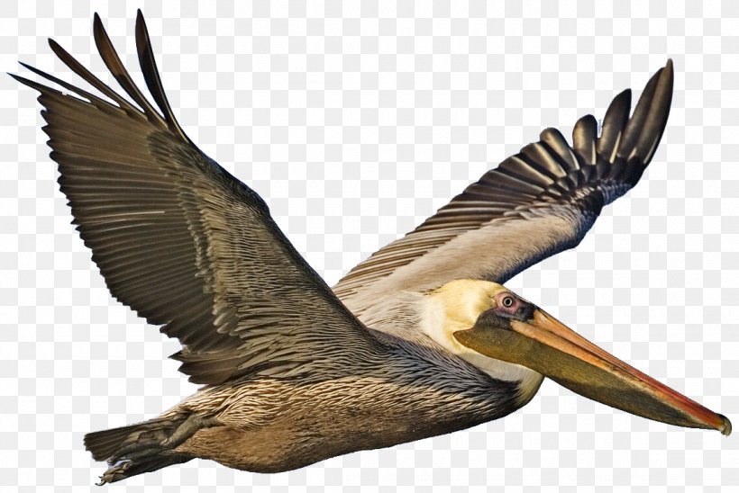 Brown Pelican Bird Clip Art, PNG, 1140x762px, Brown Pelican, Accipitriformes, American White Pelican, Beak, Bird Download Free