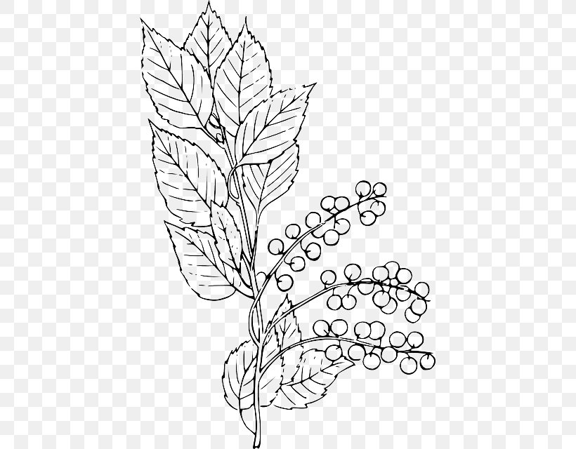 Clip Art Bitter-berry Vector Graphics Line Art Image, PNG, 421x640px, Bitterberry, Area, Art, Black And White, Branch Download Free