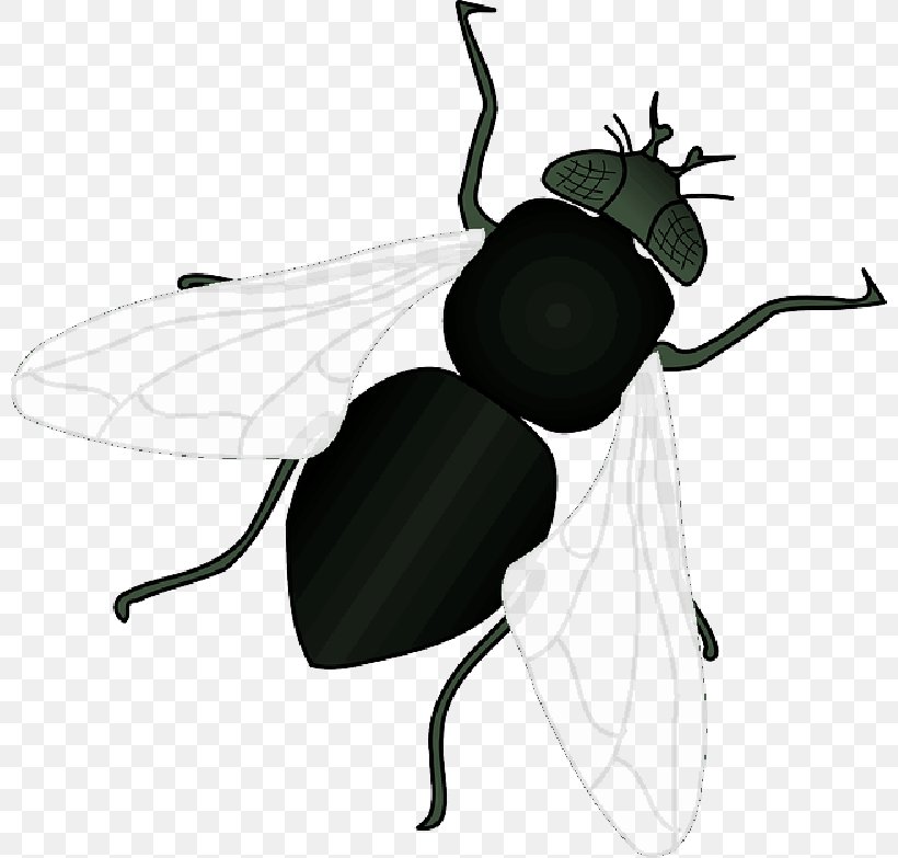 Clip Art Vector Graphics Openclipart Free Content, PNG, 800x783px, Fly, Beetle, Blister Beetles, Blog, Blowflies Download Free