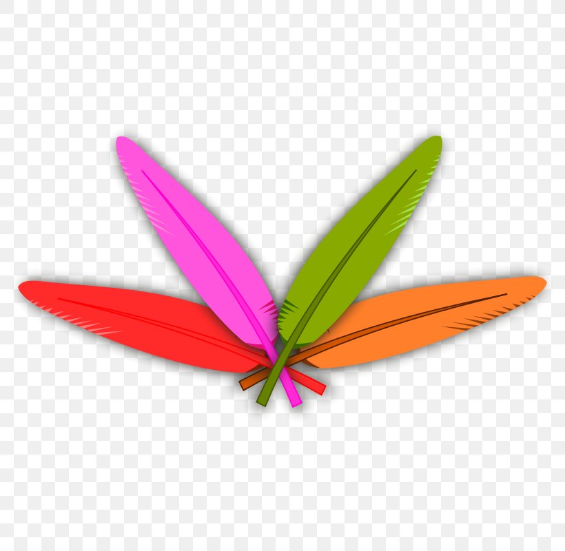 Feather Turkey Meat Clip Art, PNG, 800x800px, Feather, Butterfly, Color, Domesticated Turkey, Drawing Download Free