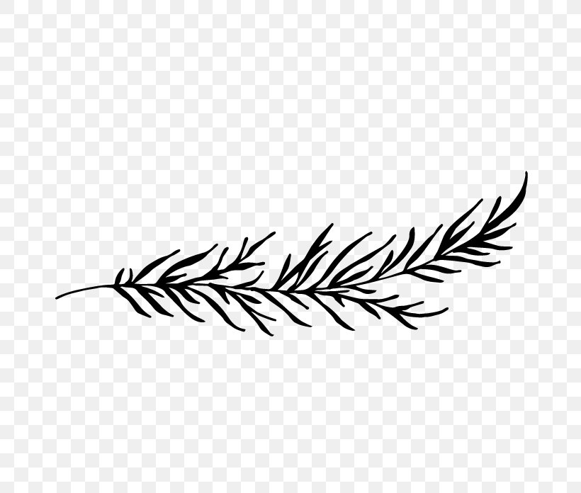 Leaf Font Plant Stem Grasses Feather, PNG, 696x696px, Leaf, Blackandwhite, Colorado Spruce, Fashion Accessory, Feather Download Free