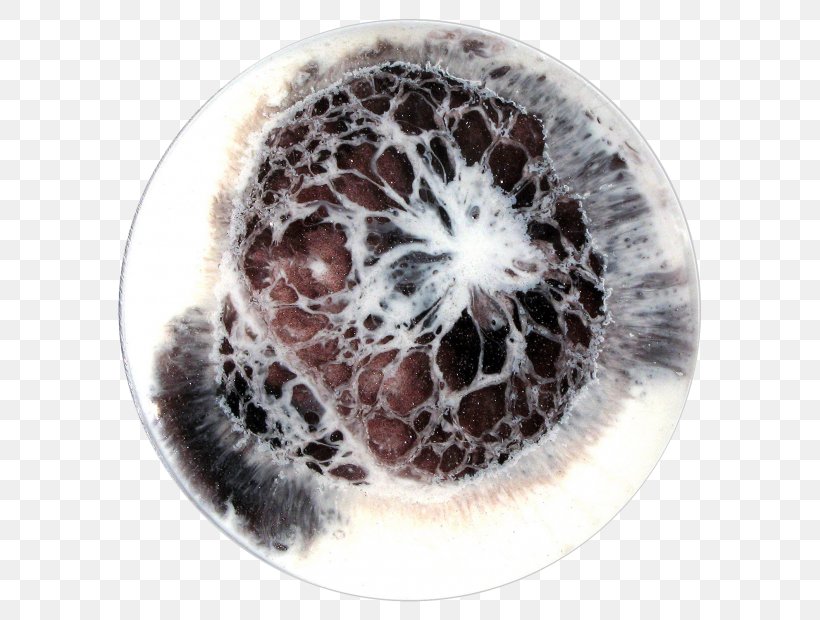 Petri Dishes Work Of Art Microorganism, PNG, 620x620px, Petri Dishes, Agar, Art, Art Museum, Artist Download Free