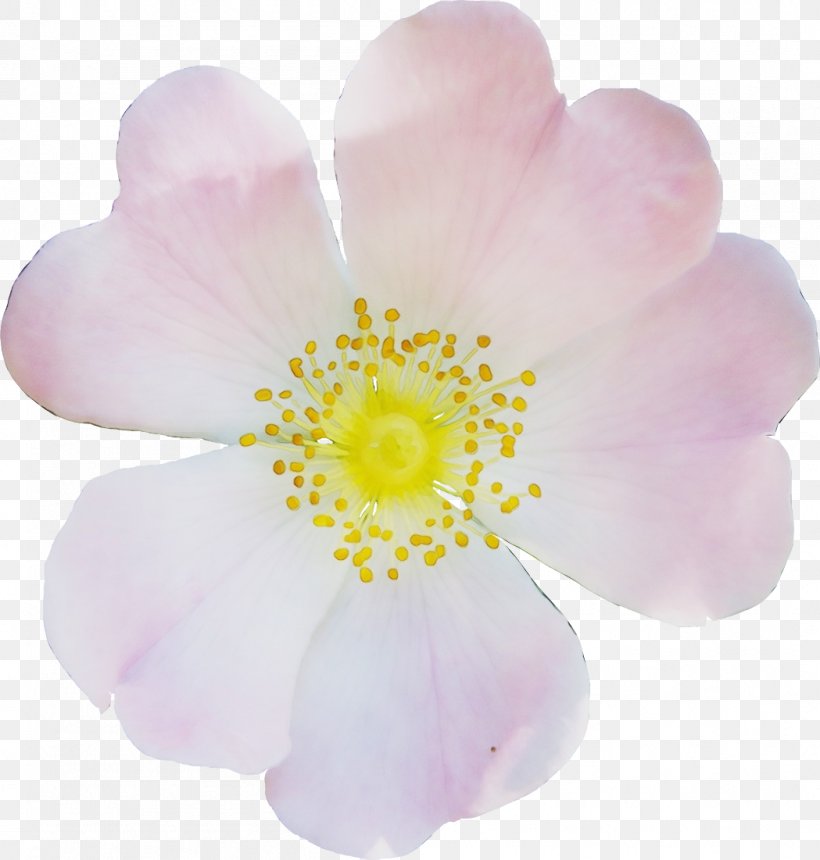 Pink M Petal, PNG, 1049x1101px, Pink M, Anemone, Flower, Flowering Plant, Perennial Plant Download Free
