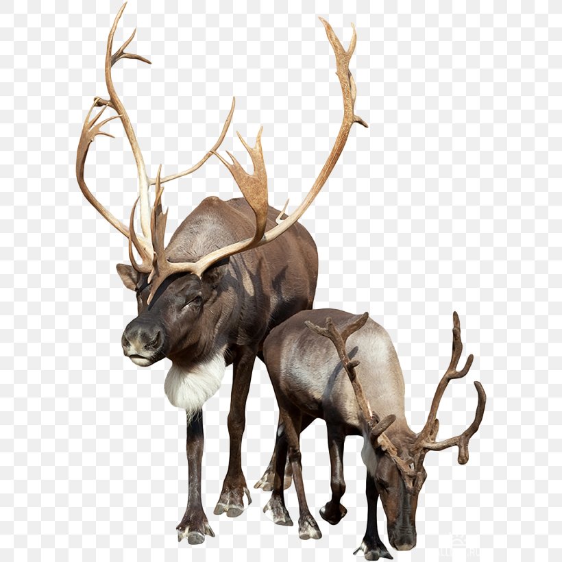 Reindeer Stock Photography, PNG, 600x820px, Reindeer, Antler, Can Stock Photo, Cattle Like Mammal, Deer Download Free