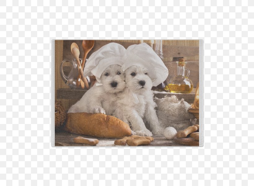 West Highland White Terrier Puppy Samoyed Dog Food Pet, PNG, 600x600px, West Highland White Terrier, Bichon, Carnivoran, Christmas, Cockapoo Download Free