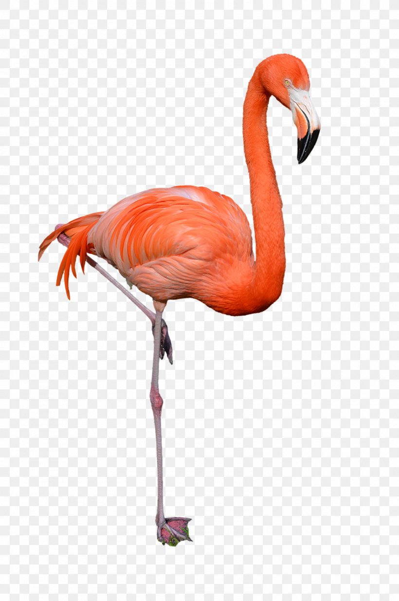 Clip Art, PNG, 1600x2411px, Bird, Beak, Flamingo, Hyperlink, Image File Formats Download Free