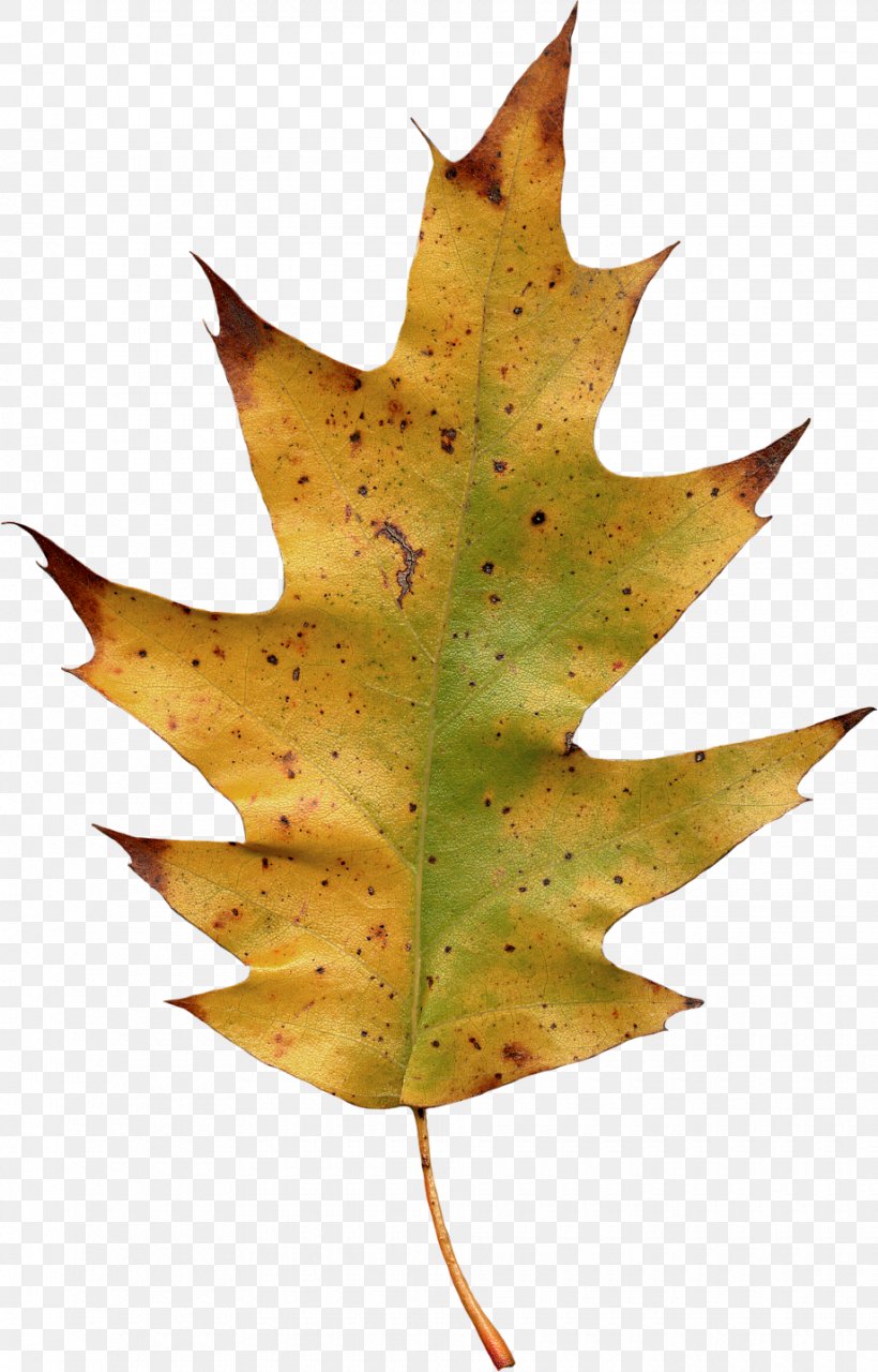Maple Leaf Yellow, PNG, 920x1437px, Maple Leaf, Autumn, Deciduous, Green, Leaf Download Free