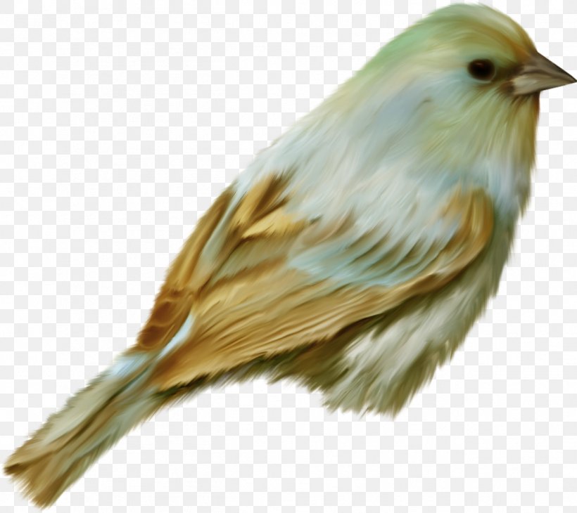 Bird Clip Art, PNG, 1299x1158px, Bird, Beak, Canary, Emberizidae, Fauna Download Free