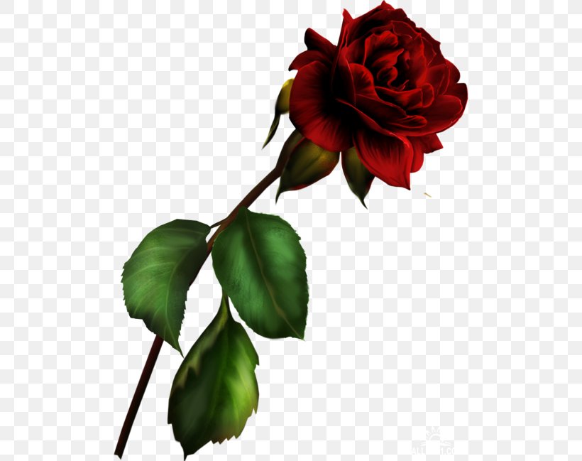 Garden Roses Blue Rose Rosa Gallica Clip Art, PNG, 500x649px, Garden Roses, Blue Rose, Bud, Centifolia Roses, China Rose Download Free