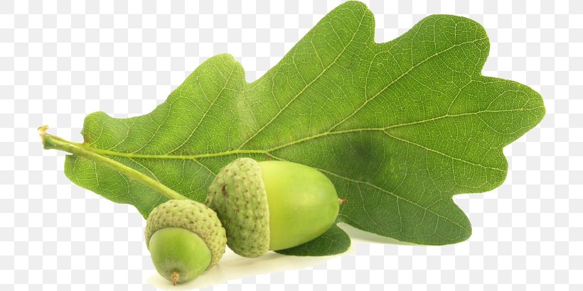 Acorn English Oak Southern Live Oak Nut Quercus Coccinea, PNG, 716x410px, Acorn, Beech, Branch, Catkin, English Oak Download Free