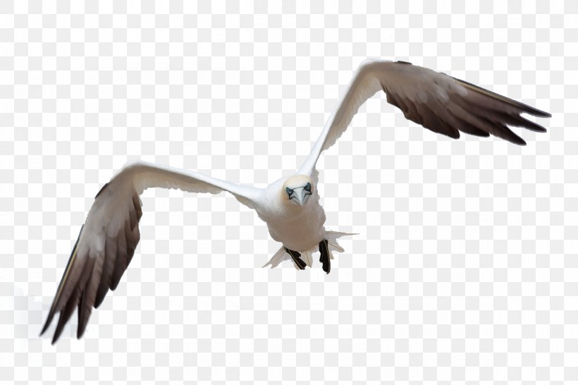 Bird Flight Bird Flight Gulls, PNG, 1200x800px, Bird, Beak, Bird Flight, Bird Of Prey, Charadriiformes Download Free