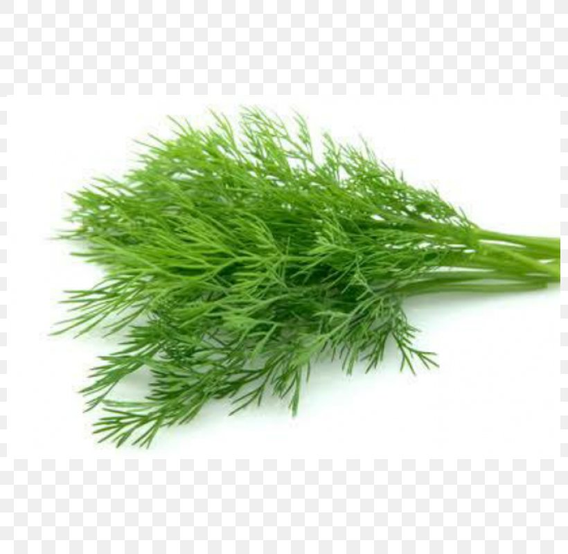 Dill Herb Fruit Spice Food, PNG, 800x800px, Dill, Basil, Dill Oil, Fennel, Flavor Download Free