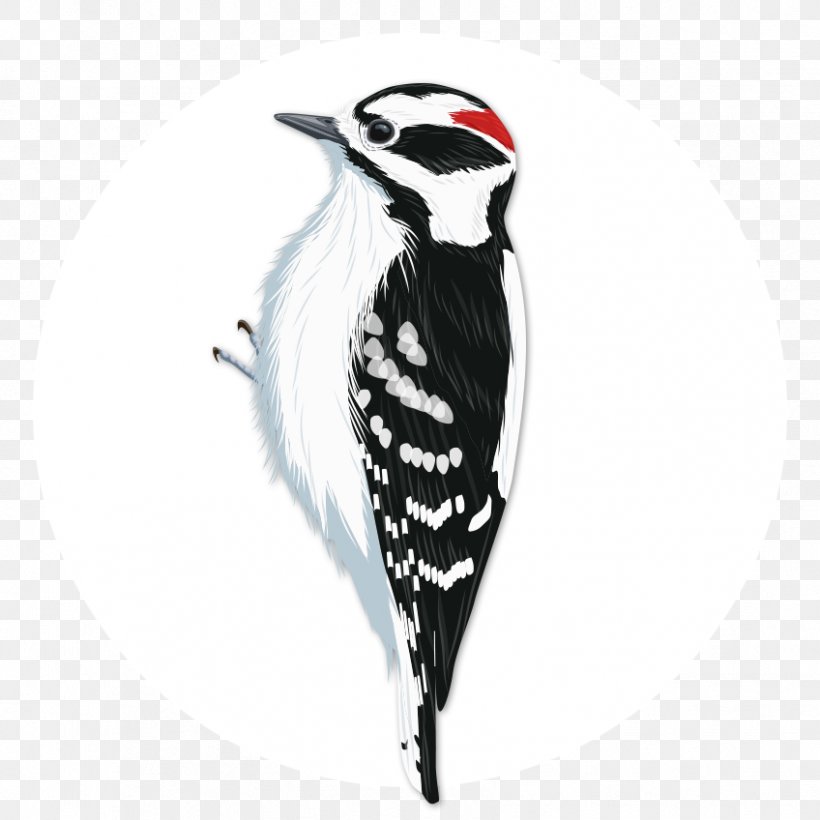 Downy Woodpecker Bird Penguin National Audubon Society, PNG, 848x848px, Woodpecker, Beak, Bird, Birdwatching, Black And White Download Free
