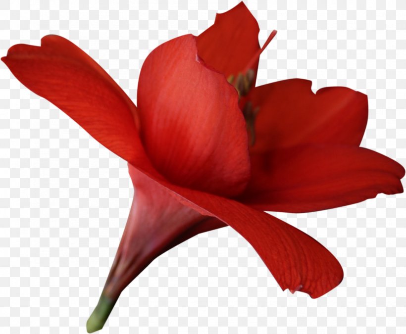 Flower Red Amaryllis Belladonna, PNG, 1572x1295px, Flower, Amaryllis, Amaryllis Belladonna, Amaryllis Family, Cut Flowers Download Free