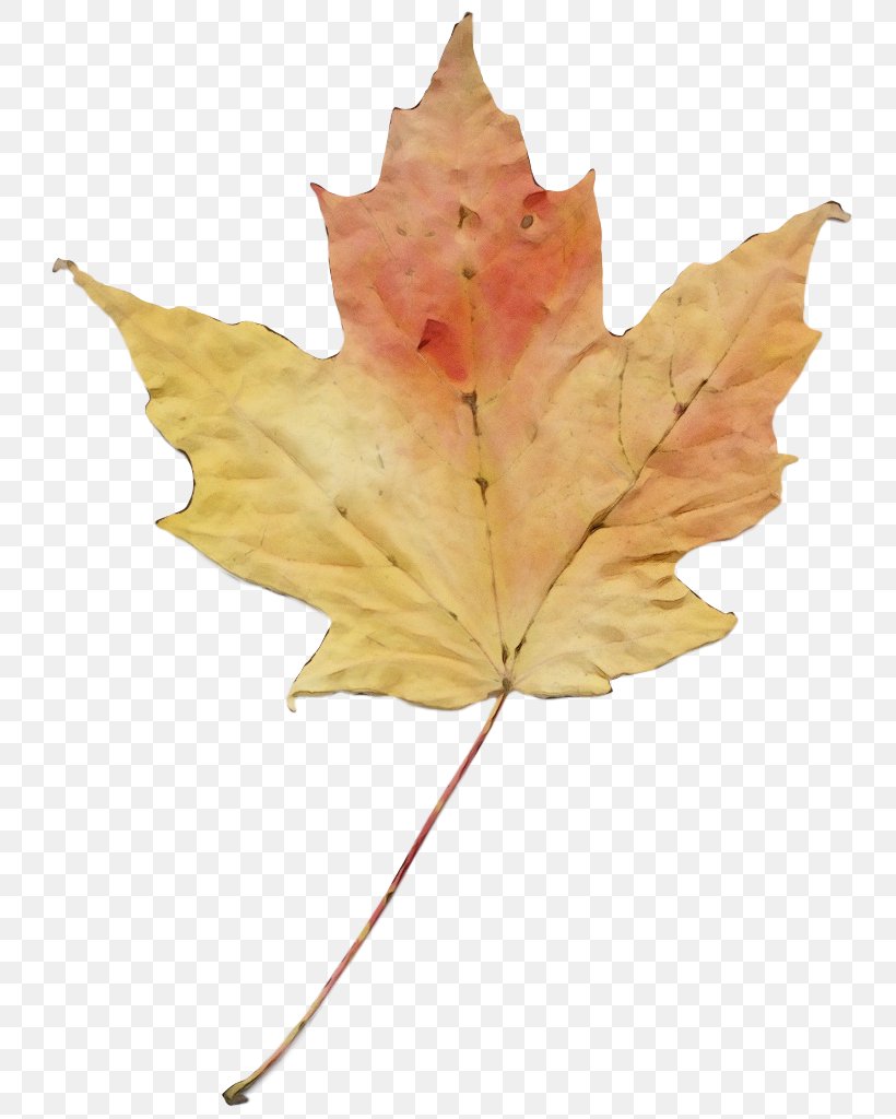 Maple Leaf, PNG, 748x1024px, Watercolor, Black Maple, Deciduous, Leaf, Maple Download Free