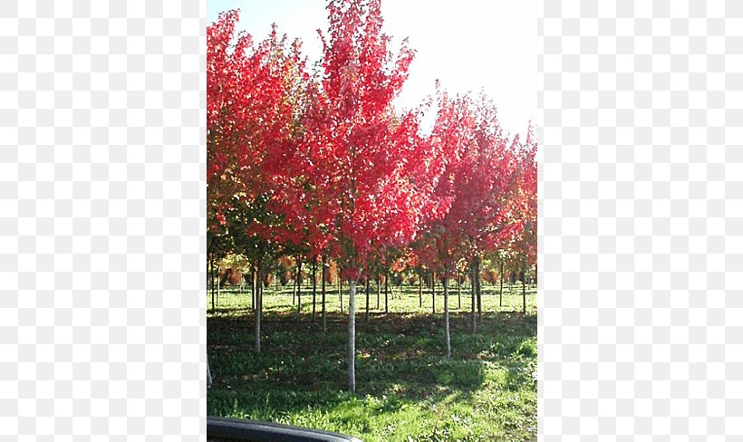 Red Maple Silver Maple Japanese Maple Sugar Maple Acer Freemanii, PNG, 650x488px, Red Maple, Acer Freemanii, Autumn, Autumn Leaf Color, Branch Download Free