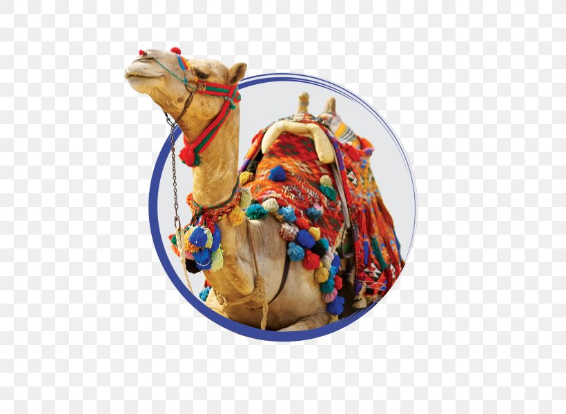 Bactrian Camel Sahara Arabian Desert Stock Photography, PNG, 600x600px, Bactrian Camel, Arabian Camel, Arabian Desert, Bedouin, Camel Download Free