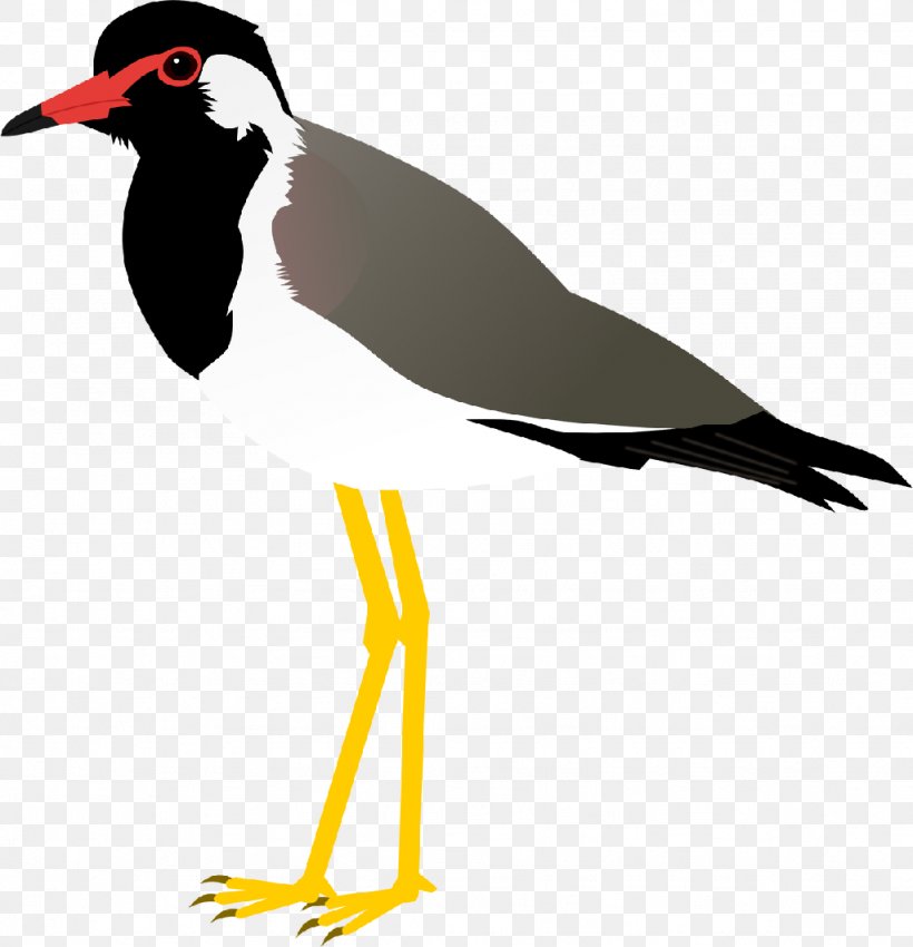 Bird Beak Red-wattled Lapwing Yellow-wattled Lapwing, PNG, 1024x1062px, Bird, Ashy Prinia, Asian Koel, Beak, Black Francolin Download Free