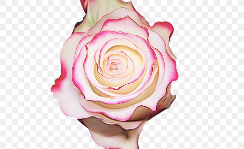 Garden Roses, PNG, 555x502px, Pink, Cut Flowers, Flower, Garden Roses, Hybrid Tea Rose Download Free