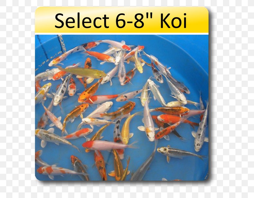 Koi Goldfish Aquarium Pond, PNG, 638x638px, Koi, Animal, Aquarium, Body Of Water, Common Carp Download Free