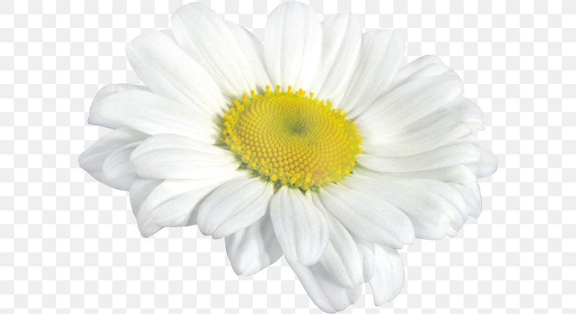 Oxeye Daisy Chrysanthemum Roman Chamomile, PNG, 600x448px, Oxeye Daisy, Argyranthemum, Chamaemelum Nobile, Chamomile, Chamomiles Download Free
