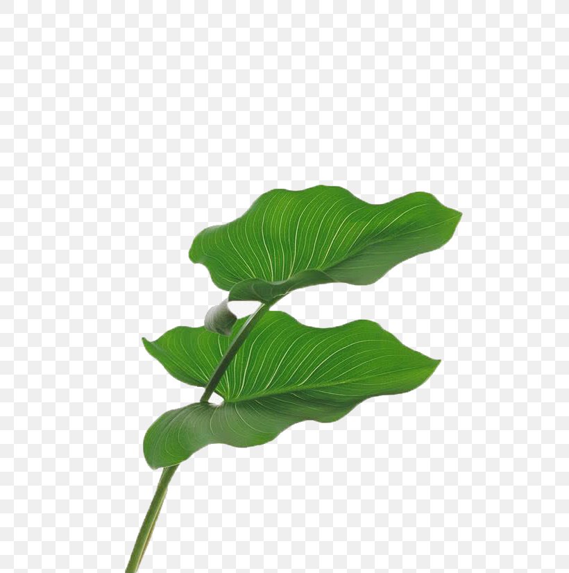 Stock Photography Image Download Leaf, PNG, 610x826px, Stock Photography, Alismatales, Anthurium, Arum Family, Blog Download Free