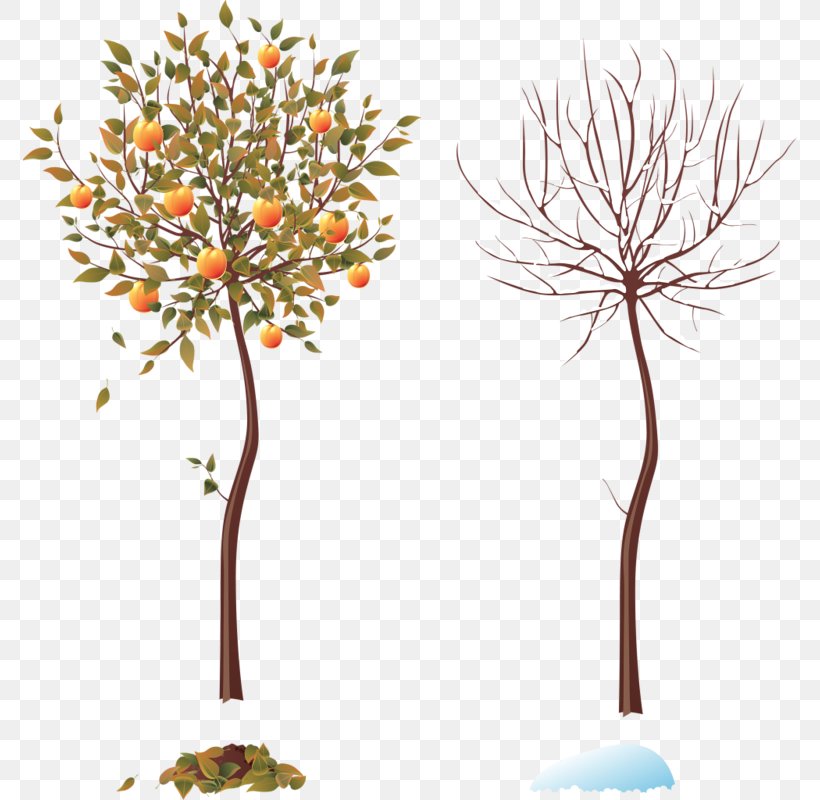 Season Tree Autumn Installation Art Winter, PNG, 774x800px, Season, Art, Autumn, Branch, Flora Download Free