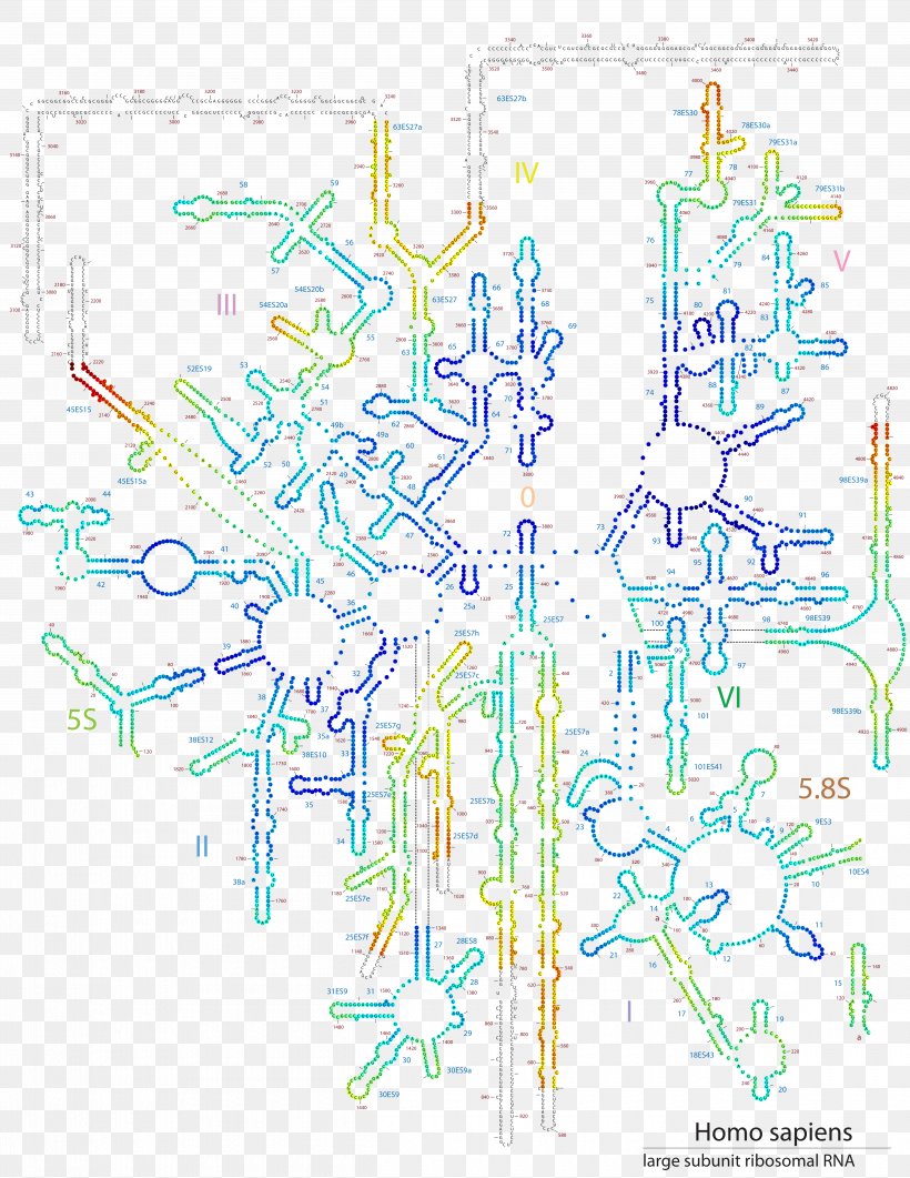 28s Ribosomal Rna Ribosome Protein Secondary Structure Png 5000x6471px Ribosomal Rna Area Biomolecular Structure Cryogenic Electron