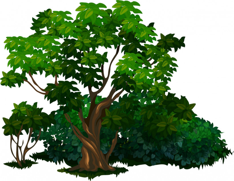 Arbor Day, PNG, 871x673px, Tree, Arbor Day, Biome, Branch, California Live Oak Download Free