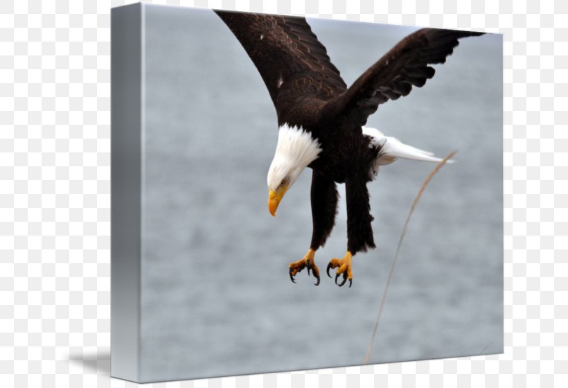 Bald Eagle Stock Photography Beak, PNG, 650x560px, Bald Eagle, Accipitriformes, Beak, Bird, Bird Of Prey Download Free