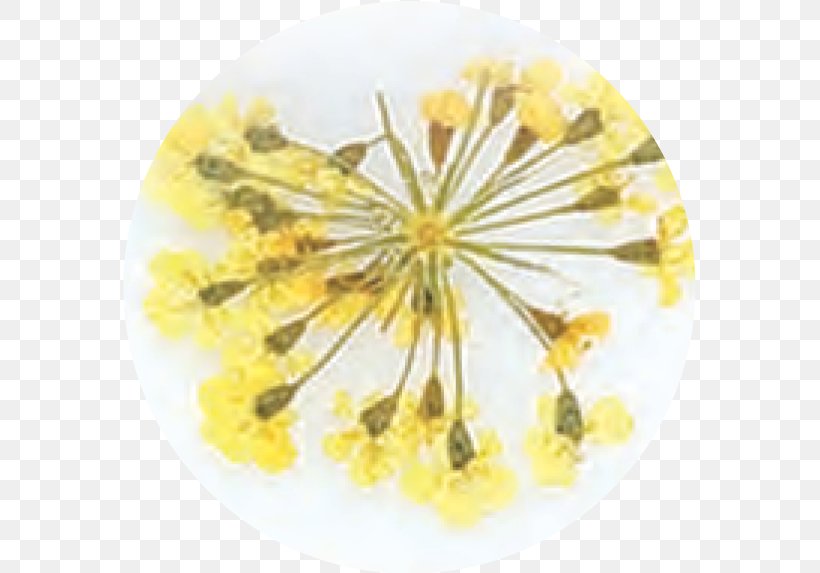 Flower Mustard, PNG, 573x573px, Flower, Mustard, Yellow Download Free