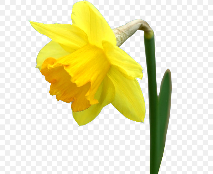 Flower Yellow Petal Narcissus Plant, PNG, 607x671px, Flower, Amaryllis Family, Narcissus, Pedicel, Petal Download Free