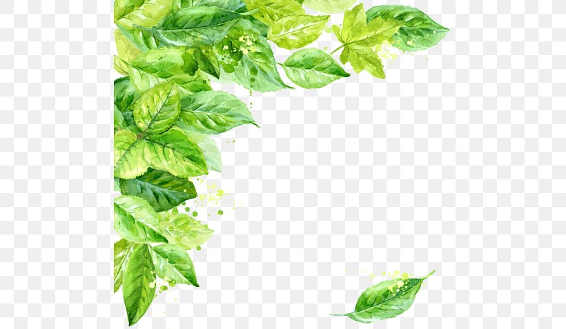 Clip Art Vector Graphics Watercolor Painting Royalty-free, PNG, 570x477px, Watercolor Painting, Basil, Drawing, Herb, Leaf Download Free